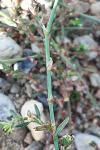 Polygonum aviculare