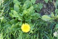 Taraxacum officinale
