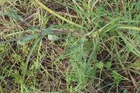 Tragopogon pratensis