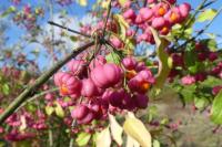 Euonymus europaeus