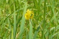 Iris pseudacorus