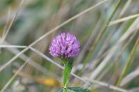 Trifolium pratense