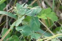 Trifolium pratense