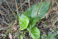 Arum