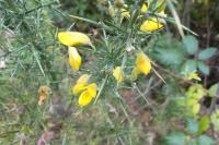 Ulex europaeus