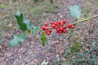 Ilex aquifolium