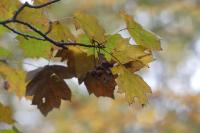 Torminalis glaberrima