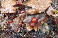 Torminalis glaberrima