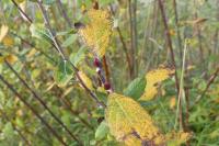 Salix caprea