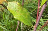 Salix caprea