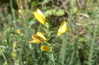 Ulex minor