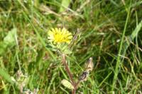 Helminthotheca echioides