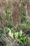Rumex obtusifolius