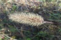 Setaria pumila