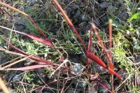 Setaria pumila