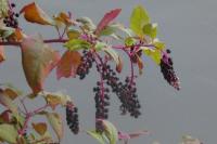Phytolacca americana