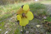 Verbascum blattaria