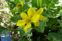 Caltha palustris