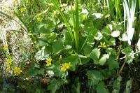 Caltha palustris