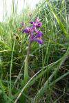 Anacamptis morio