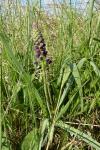 Muscari comosum