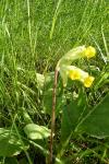 Primula veris