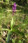 Dactylorhiza maculata