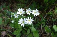 Rabelera holostea