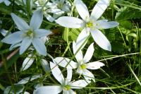 Ornithogalum