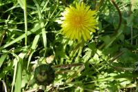 Taraxacum officinale