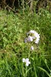 Cardamine pratensis