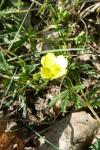 Potentilla erecta