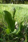 Himantoglossum hircinum
