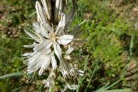 Asphodelus albus