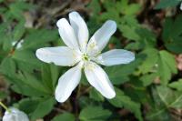 Anemone nemorosa