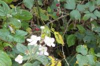 Rubus fruticosus
