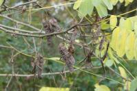 Robinia pseudoacacia