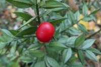 Ruscus aculeatus