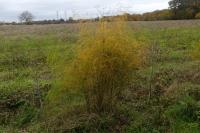 Asparagus officinalis