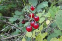 Solanum dulcamara