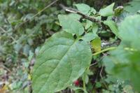Solanum dulcamara