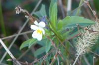 Viola arvensis