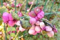 Symphoricarpos albus