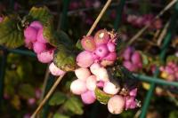 Symphoricarpos albus