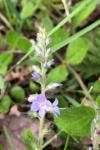 Veronica officinalis