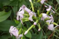 Saponaria officinalis