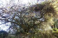 Crataegus germanica