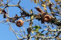 Crataegus germanica