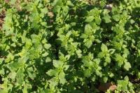 Urtica urens