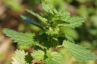 Urtica urens